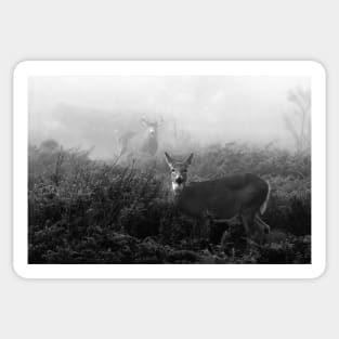 The rut in B&W - White-tailed Deer Sticker